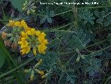 Coronilla de Rey - Coronilla minima. Pitillos. Valdepeas