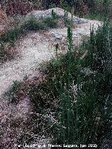 Cola de caballo - Equisetum arvense. Ro Fro - Los Villares