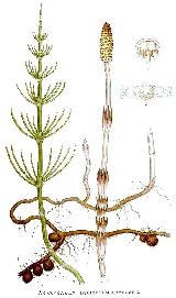 Cola de caballo - Equisetum arvense. 