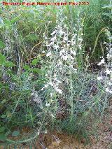 Falso pinillo - Teucrium pseudochamaepitys. Los Villares