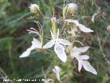 Falso pinillo - Teucrium pseudochamaepitys. Los Villares