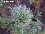 Cardo yesquero - Echinops ritro. Los Caones. Jan