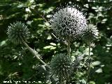 Cardo yesquero - Echinops ritro. Ro Cerezuelo - Cazorla