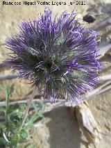 Cardo yesquero - Echinops ritro. Ro Salado - Porcuna