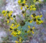 Ruda - Ruta chalapensis. Los Caones. Jan