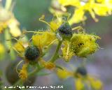 Ruda - Ruta chalapensis. Los Caones. Jan