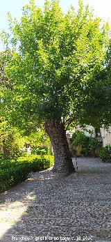 Castillo Palacio de los Ribera. Fresno de Bornos en la entrada al Jard�n Bajo