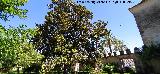 Castillo Palacio de los Ribera. Magnolio de Bornos en el Jard�n Bajo