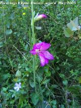 Gladiolo silvestre - Gladiolus italicus. Los Caones. Jan