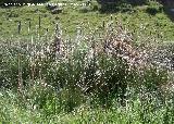 Espadaa - Typha dominguensis. Quiebrajano. Valdepeas