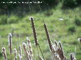 Espadaa - Typha dominguensis. Quiebrajano. Valdepeas