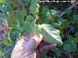 Cornicabra - Pistacia terebinthus. Envs de la hoja. Baizuela - Torredelcampo