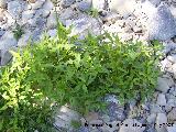 Hierba pejiguera - Polygonum lapathifolium. Los Caones. Los Villares