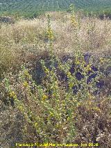 Cardo Mara - Scolymus hispanicus. Torre de Alczar - Torredonjimeno