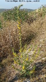 Cardo Mara - Scolymus hispanicus. Torre de Alczar - Torredonjimeno