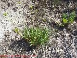 Adelfilla de Gibraltar - Bupleurum gibraltaricum. Los Caones Jan