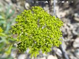 Adelfilla de Gibraltar - Bupleurum gibraltaricum. Los Caones Jan