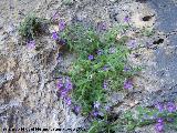 Campanula de roca - Campanula mollis. Cueva del Agua. Pollotello (Santiago Pontones)