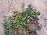 Campanula de roca - Campanula mollis. Los Caones Jan