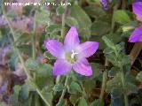 Campanula de roca - Campanula mollis. Los Caones Jan