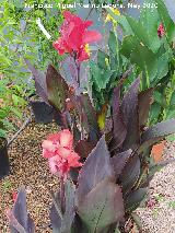 Ca�a de las Indias - Canna indica. Ja�n