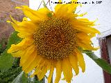 Girasol - Helianthus annuus. Navas de San Juan