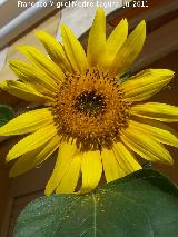 Girasol - Helianthus annuus. Los Villares