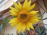 Girasol - Helianthus annuus. Los Villares