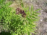 Yezgo - Sambucus ebulus. Huelga Utrera (Santiago Pontones)