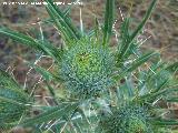 Cardo de cardadores - Dipsacus fullonum. Los Anchos (Santiago Pontones)