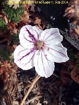 Alfilerillos de Cazorla - Erodium cazorlanum. Cuerda de los Agrios - Quesada