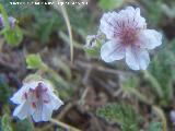 Alfilerillos de Cazorla - Erodium cazorlanum. La Pandera - Valdepeas de Jan