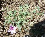 Alfilerillos de Cazorla - Erodium cazorlanum. Puntal de la Misa (Santiago Pontones)