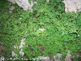 Hierba de San Roberto - Geranium robertianum. Cueva del Agua. Poyotello (Santiago Pontones)