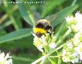 Abejorro - Bombus terrestris. Segura