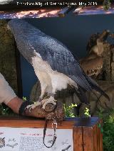 Pjaro guila mora - Geranoaetus melanoleucus. Parque de las Ciencias - Granada