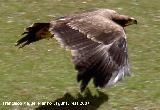 Pjaro guila real - Aquila chrysaetos. Cazorla