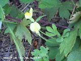 Candileja - Tetragonolobus maritimus. Segura