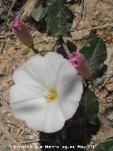 Correhuela - Convolvulus arvensis. Cerro de los Lirios - Jan