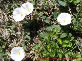 Correhuela - Convolvulus arvensis. Jan