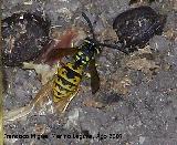 Avispa - Paravespula vulgaris. Los Villares