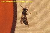 Avispa - Paravespula vulgaris. Los Villares