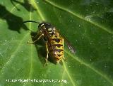 Avispa - Paravespula vulgaris. Los Villares