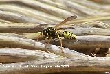 Avispa - Paravespula vulgaris. Los Villares