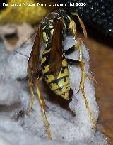 Avispa - Paravespula vulgaris. Los Villares