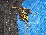 Avispa - Paravespula vulgaris. Los Villares