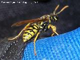 Avispa - Paravespula vulgaris. Los Villares