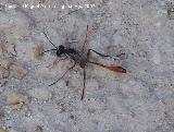 Avispa de la arena - Ammophila sabulosa. Santa Pola