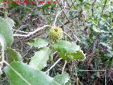 Coscoja - Quercus coccifera. Cerro Cerrajn - Los Villares