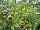 Coscoja - Quercus coccifera. La Baizuela - Torredelcampo